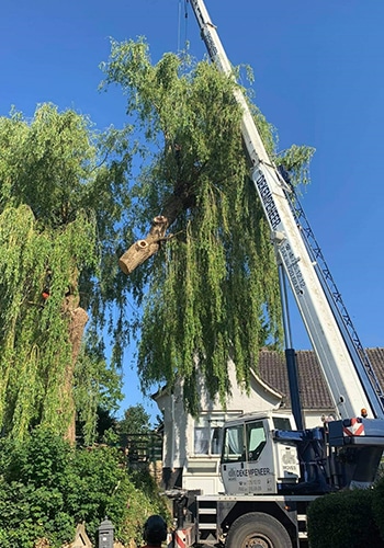 Entreprise élagage La Louvière | Timothée Nys | Bûcheron Entreprise élagage La Louvière | Timothée Nys | Bûcheron