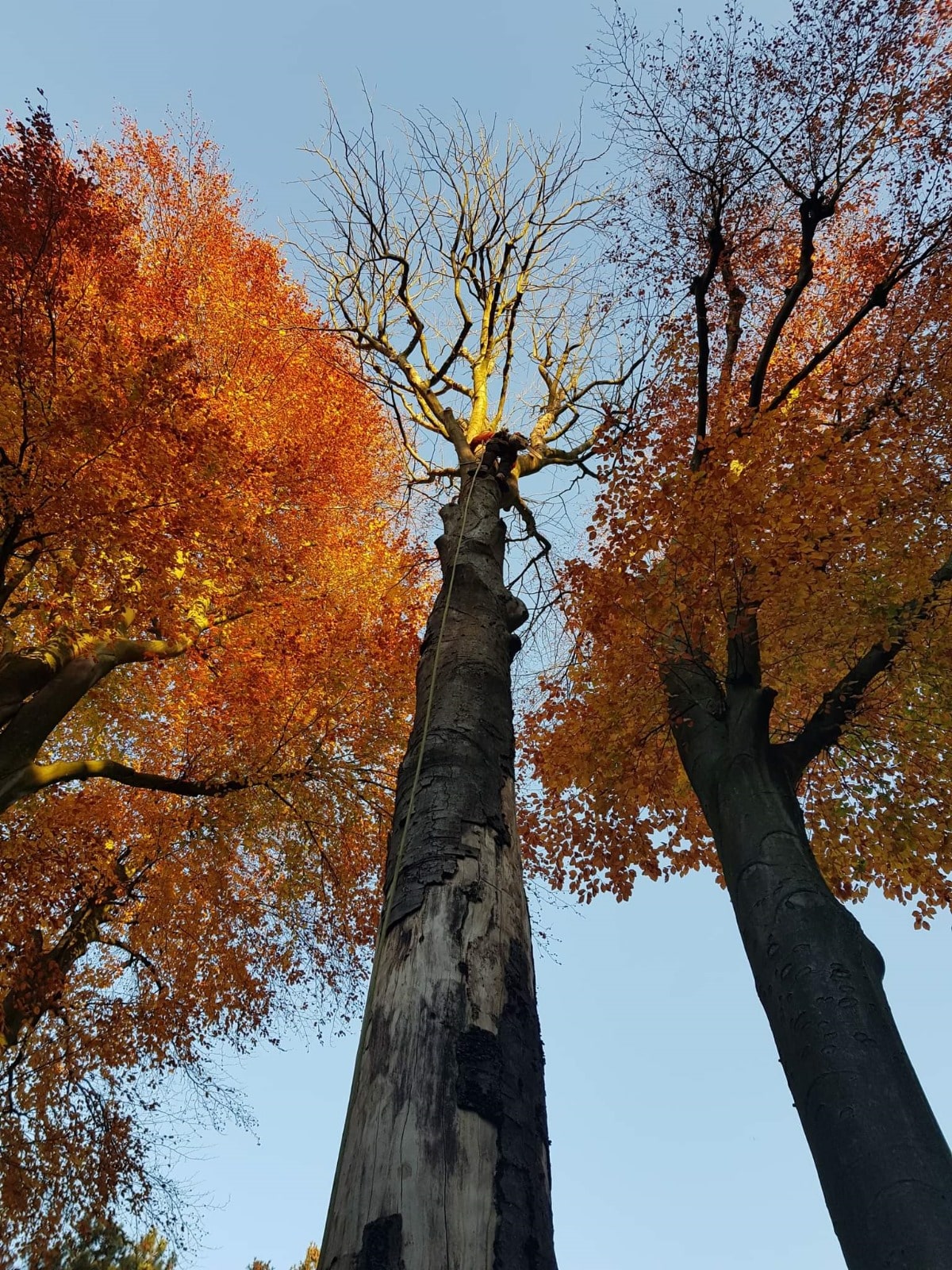 élagage coup d’arbre parc branche abattage tronconneuse 6 élagage coup d'arbre parc branche abattage tronconneuse